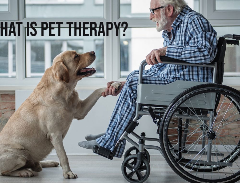 The Impact of Pet Therapy in Assisted Living Facilities