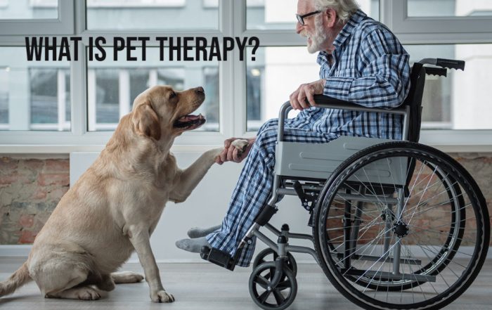 what is pet therapy