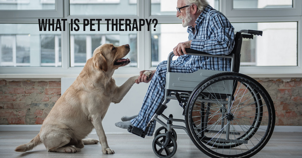What Is Pet Therapy 