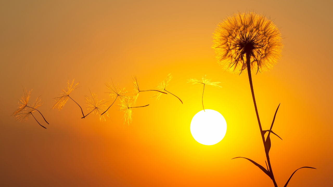 Rehabilitation and Post Acute Care